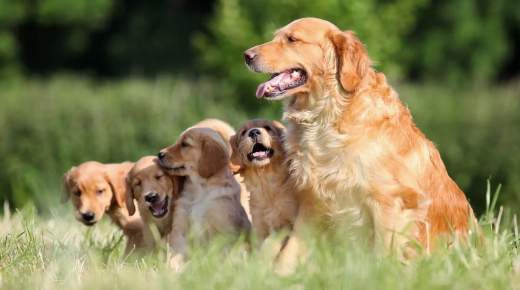 Golden Retriever Dog Breed