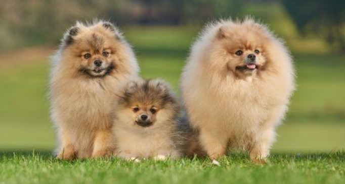 Pomeranian Dog Breed