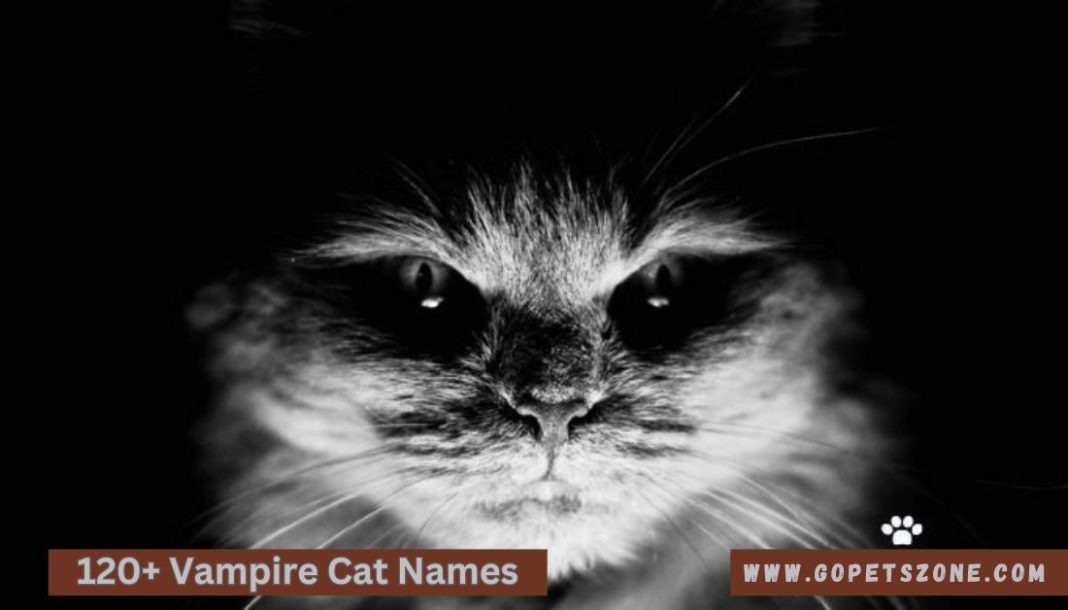 Vampire Cat Names