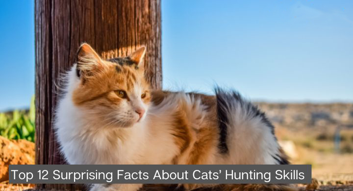 Facts About Cats’ Hunting Skills