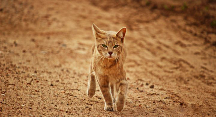 Facts About Cats’ Hunting Skills