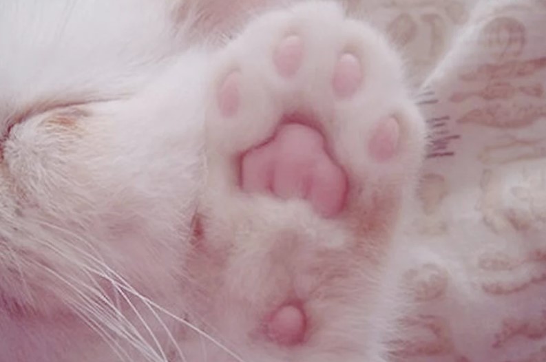 Cat Paw Facts