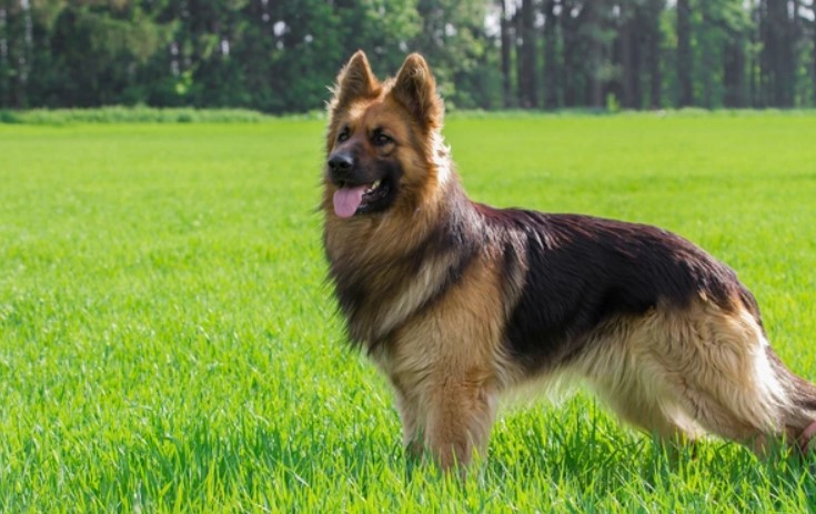 Best Dog Brush for German Shepherd Dogs