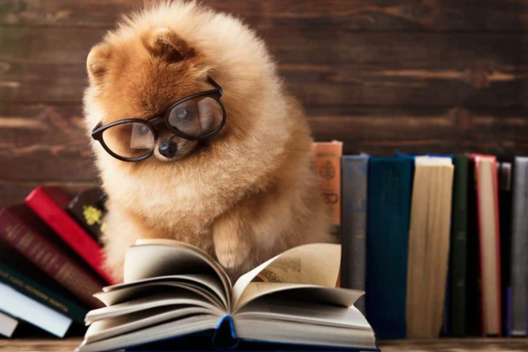 Best Dog Grooming Books