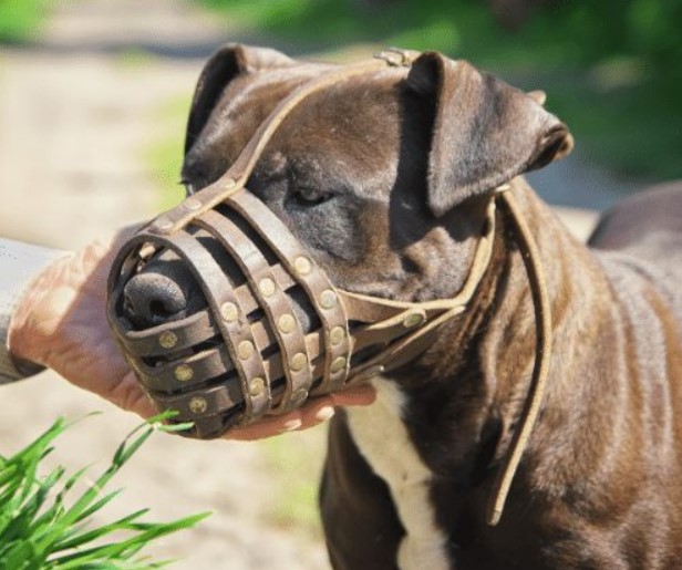 Best Muzzles for Pitbulls Reviews