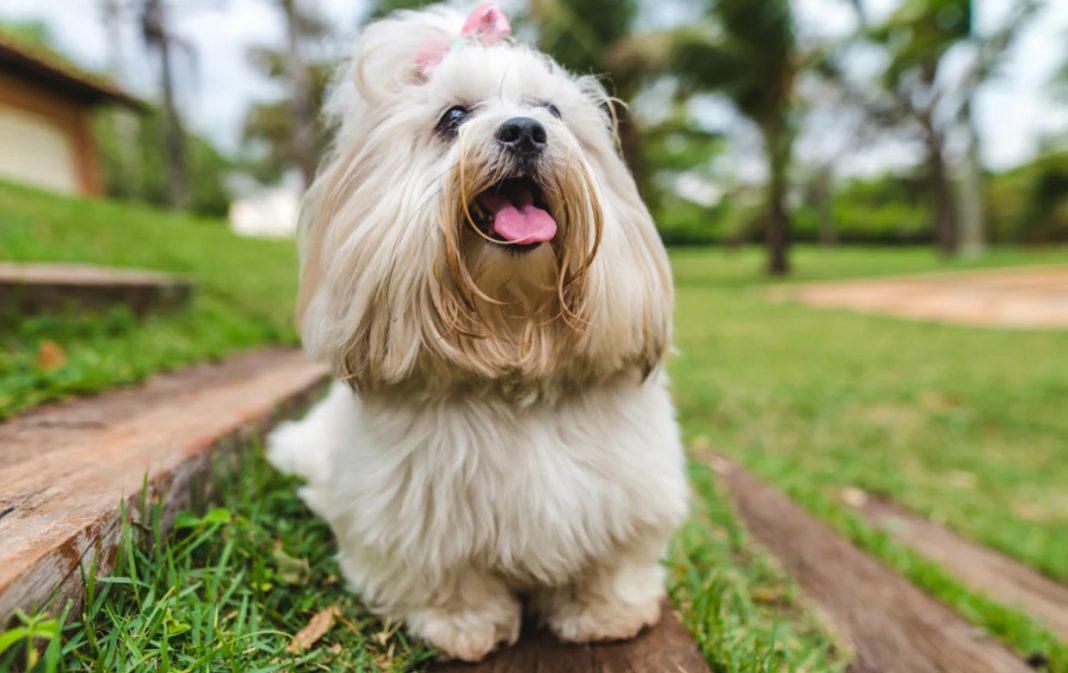 Best Shampoo For Lhasa Apso