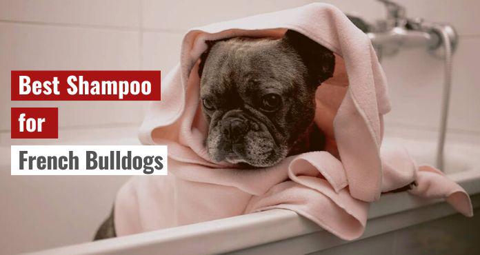 Best Shampoo for French Bulldogs