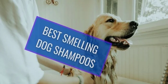 Best Smelling Dog Shampoo