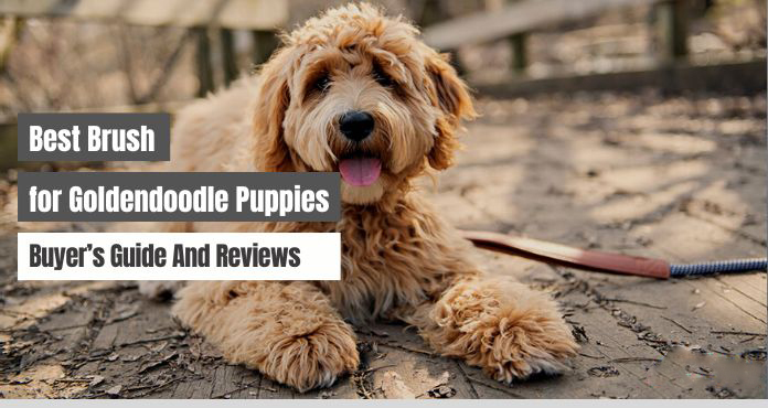 Best Brush for Goldendoodle Puppies