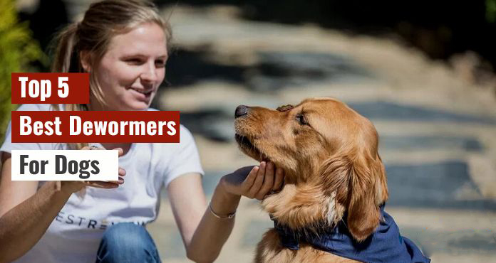 Best Dewormers For Dogs