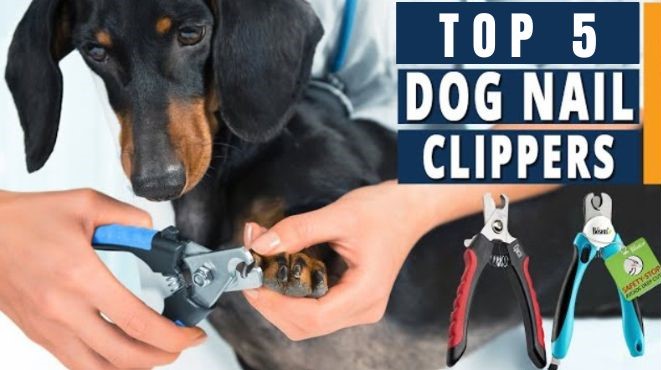 Best Dog Nail Clippers for Thick Nails