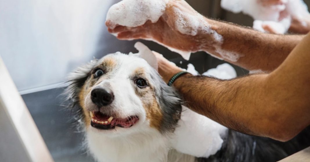 Best Dog Shampoo For Fleas And Ticks