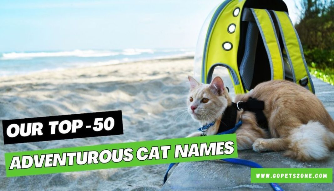 Adventurous Cat Names