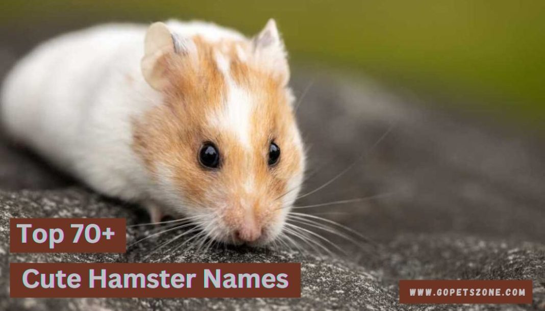 Cute Hamster Names