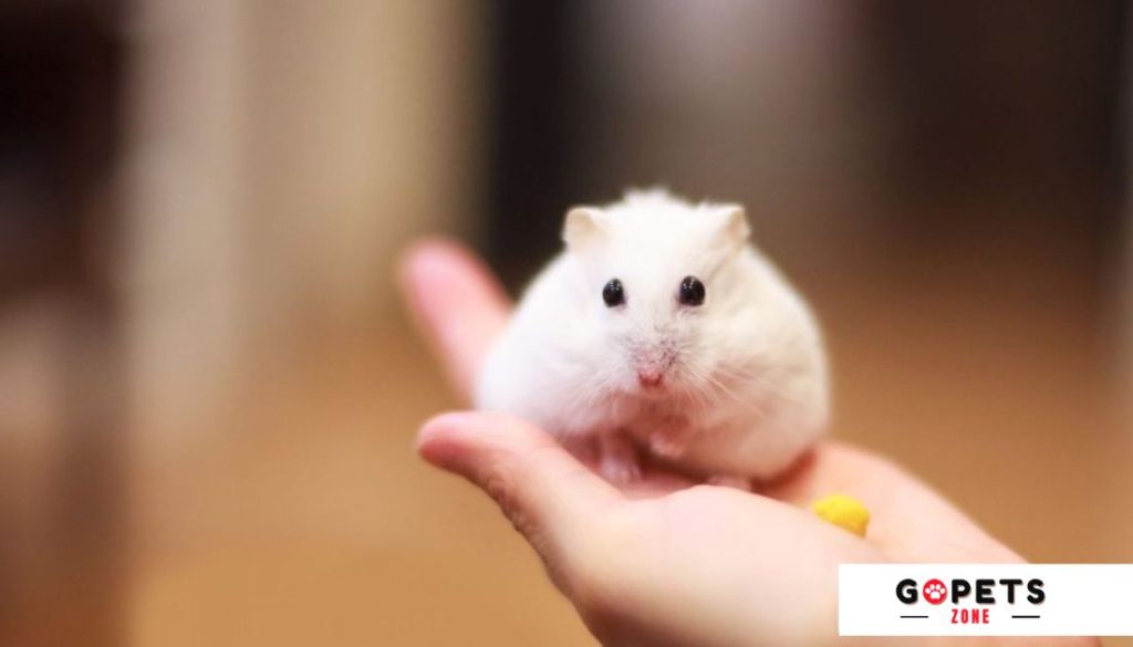 How to Choose the Perfect Hamster Name