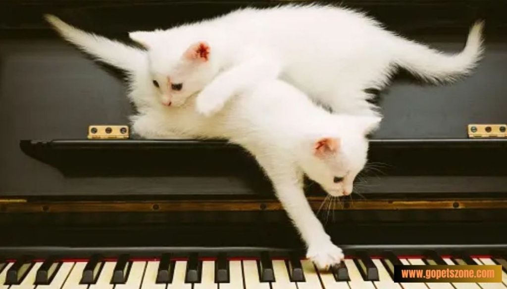 Musical Funny Cat Names