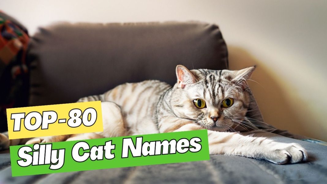 Silly Cat Names