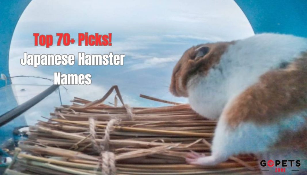 Japanese Hamster Names