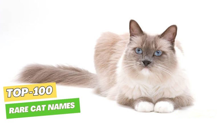 Rare Cat Names