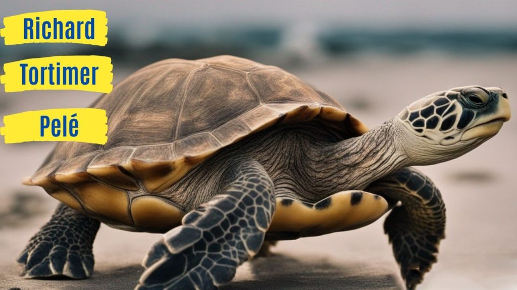 Excellent Turtle Names Male