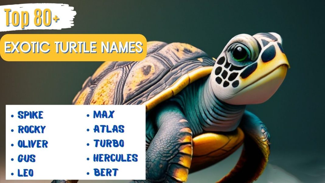 Favorite Exotic Turtle Names