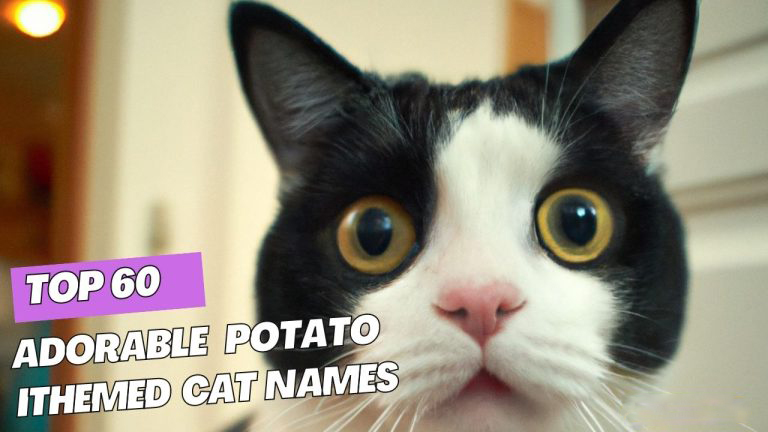 Potato Themed Cat Names