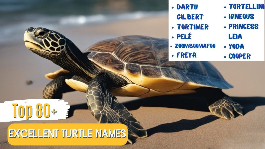 Excellent Turtle Names