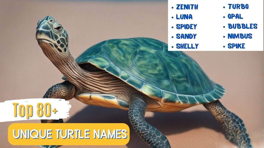 Unique Turtle Names