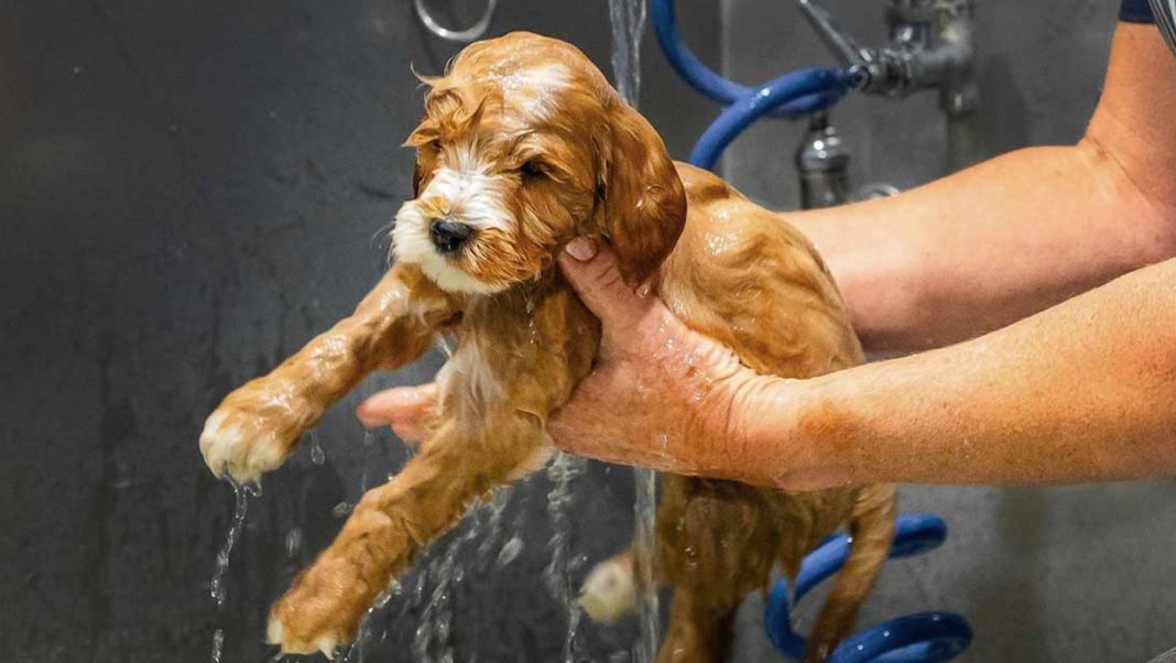 Best Shampoo for Goldendoodle