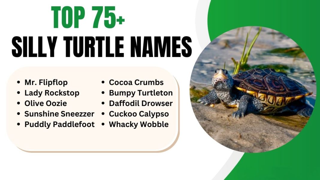 Silly Turtle Names