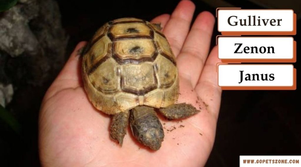 Unique Pet Turtle Names