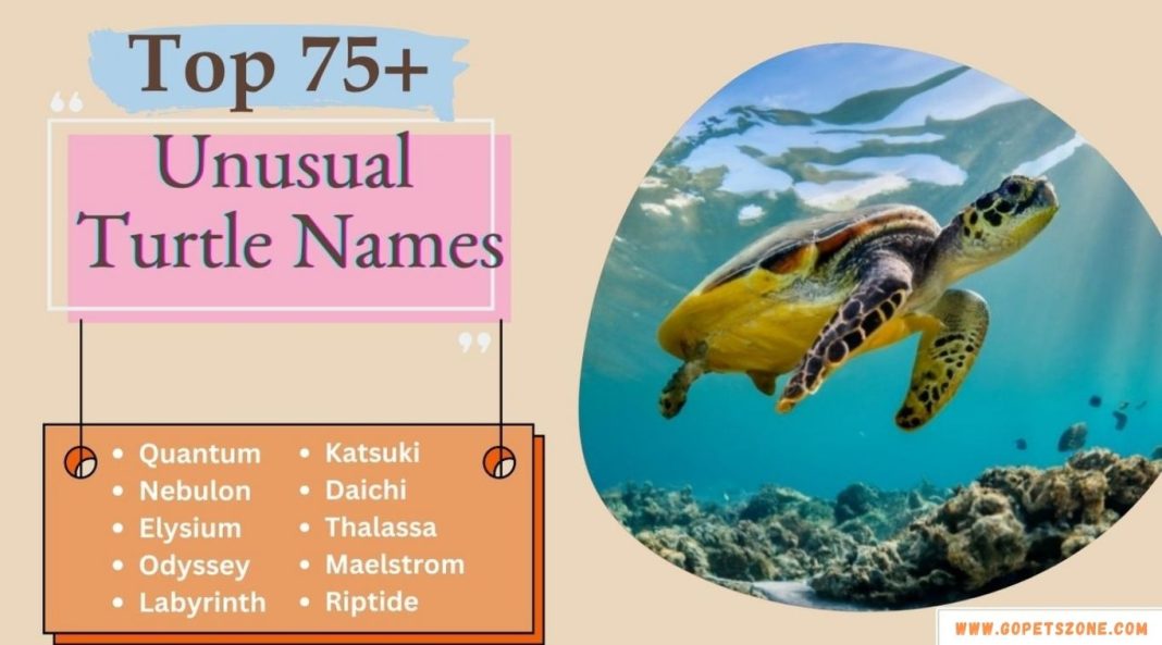 Unusual Turtle Names