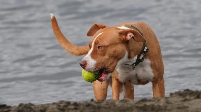 Best Chew Toys For Pitbull Puppies