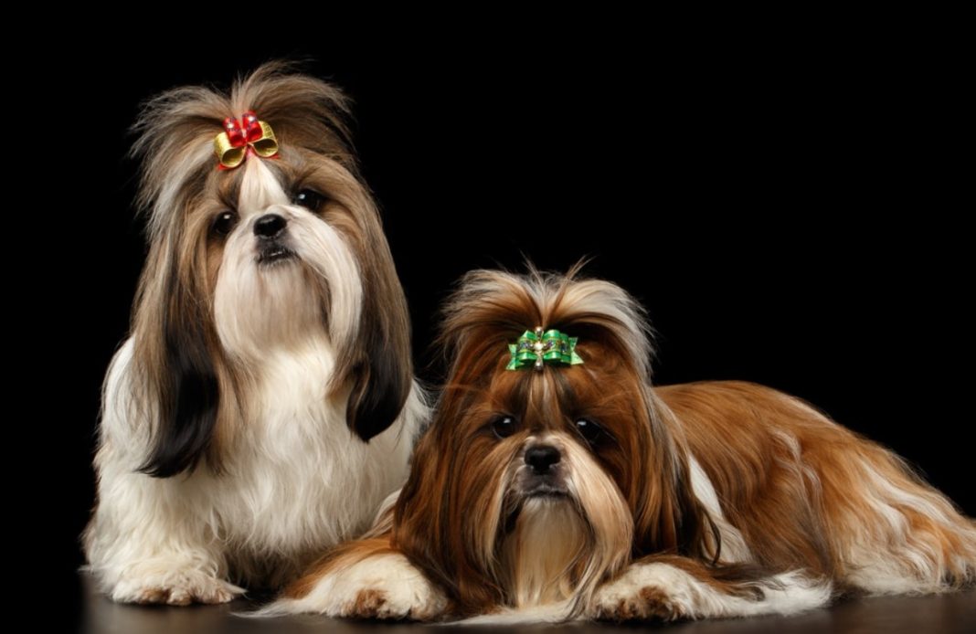 Best Dog Clippers For Maltese Shih Tzu