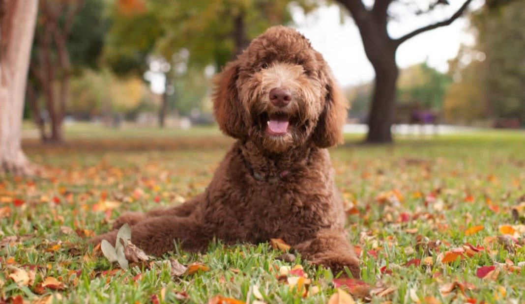 Best Dog Clippers for Labradoodles