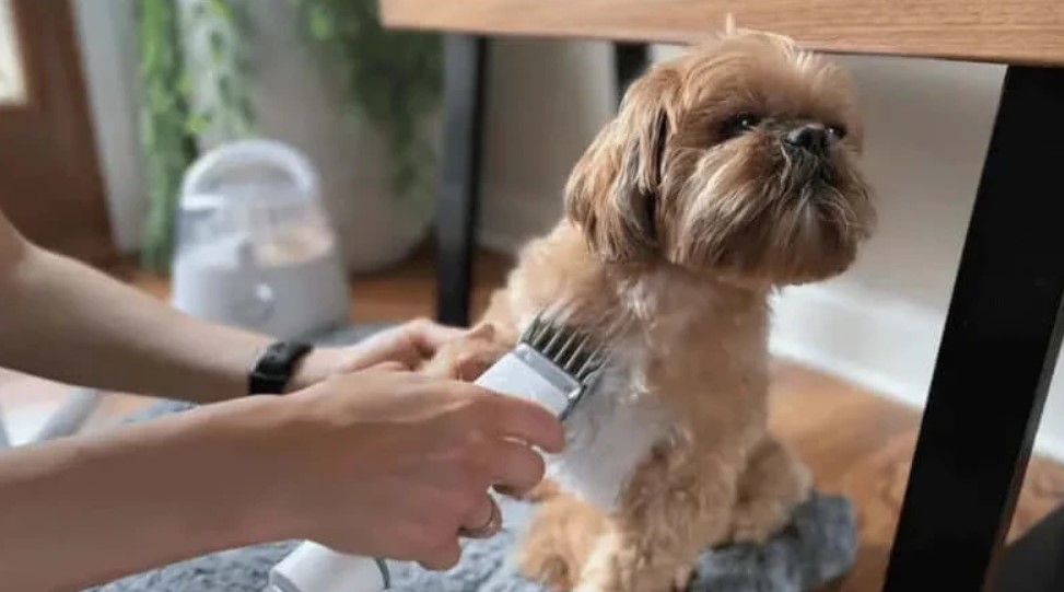 Best Dog Grooming Clippers For Shih-Tzu