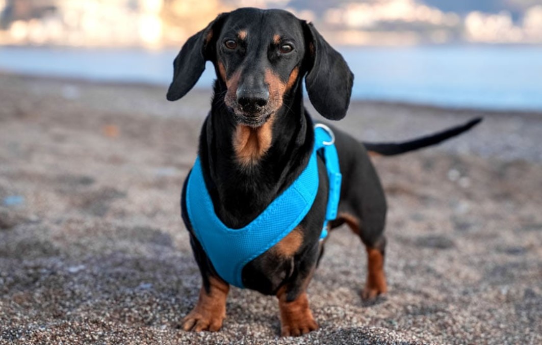 Best Harnesses for Dachshunds