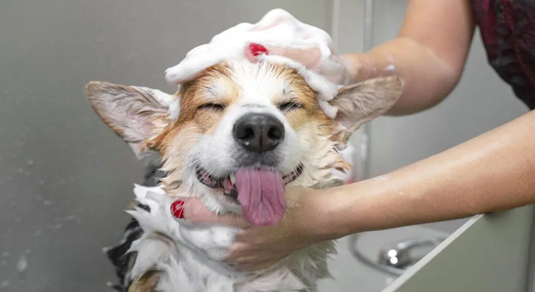 Best Puppy Shampoos