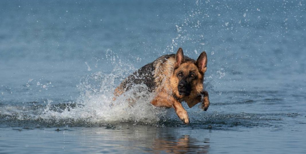 Best Shampoo for German Shepherd Dog