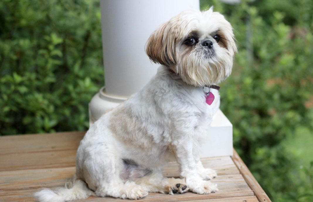 Best Shampoos For Shih Tzu