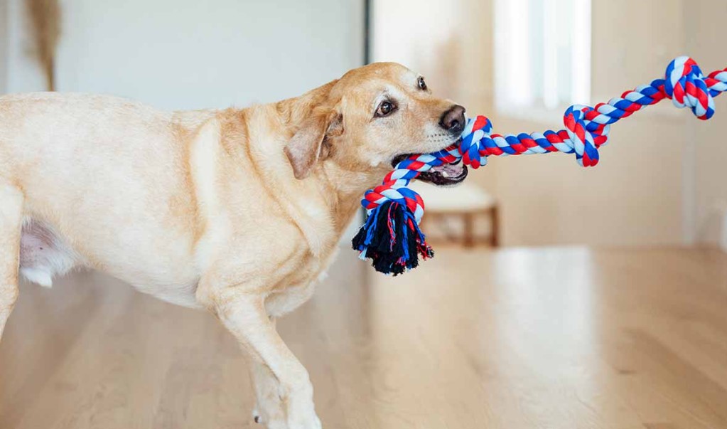 Dog Tug of War Game