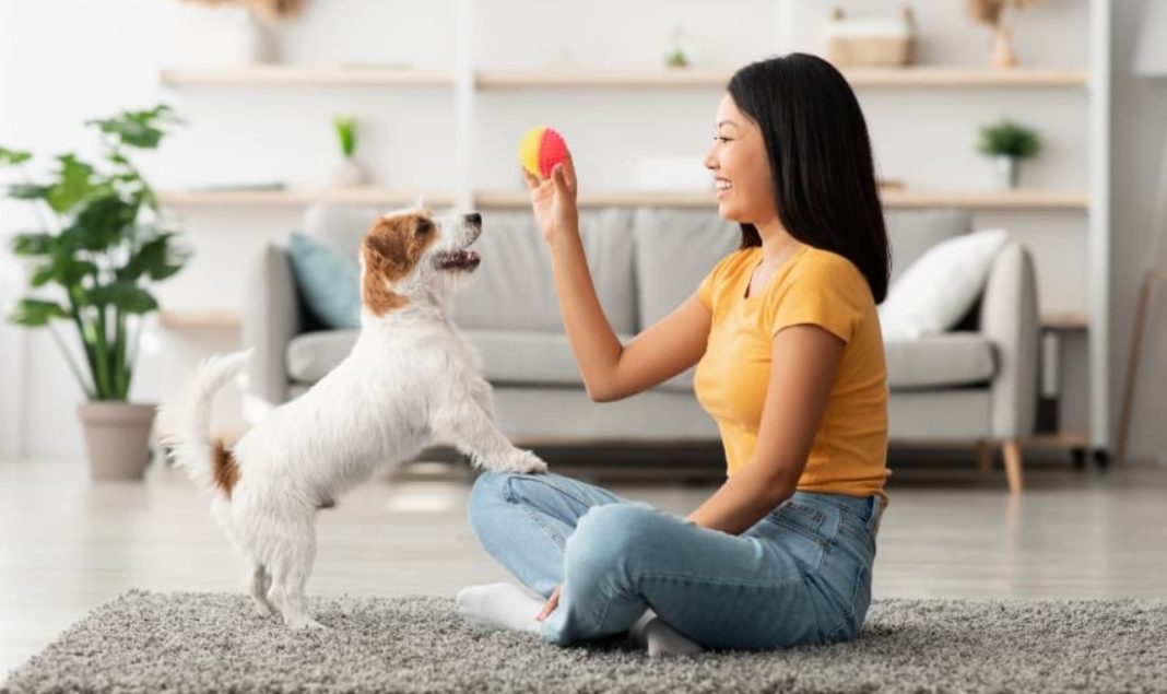 Fun Games to Play with Your Dog Inside