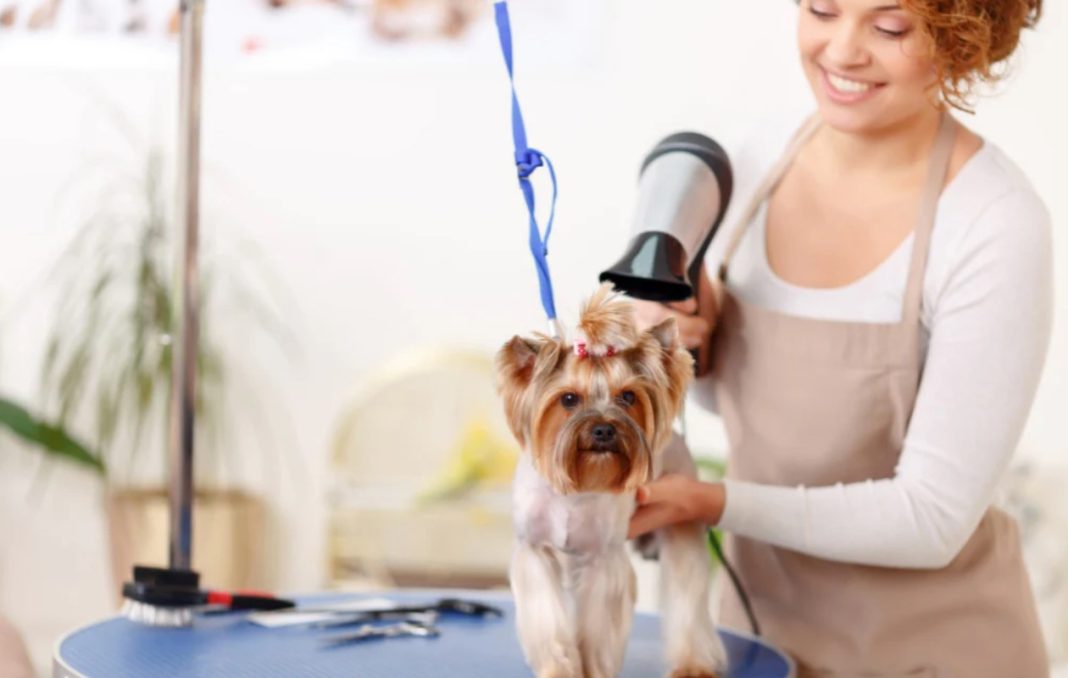 How To Sedate Your Dog At Home For Grooming