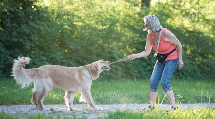 Playing Tug of War with Your Dog