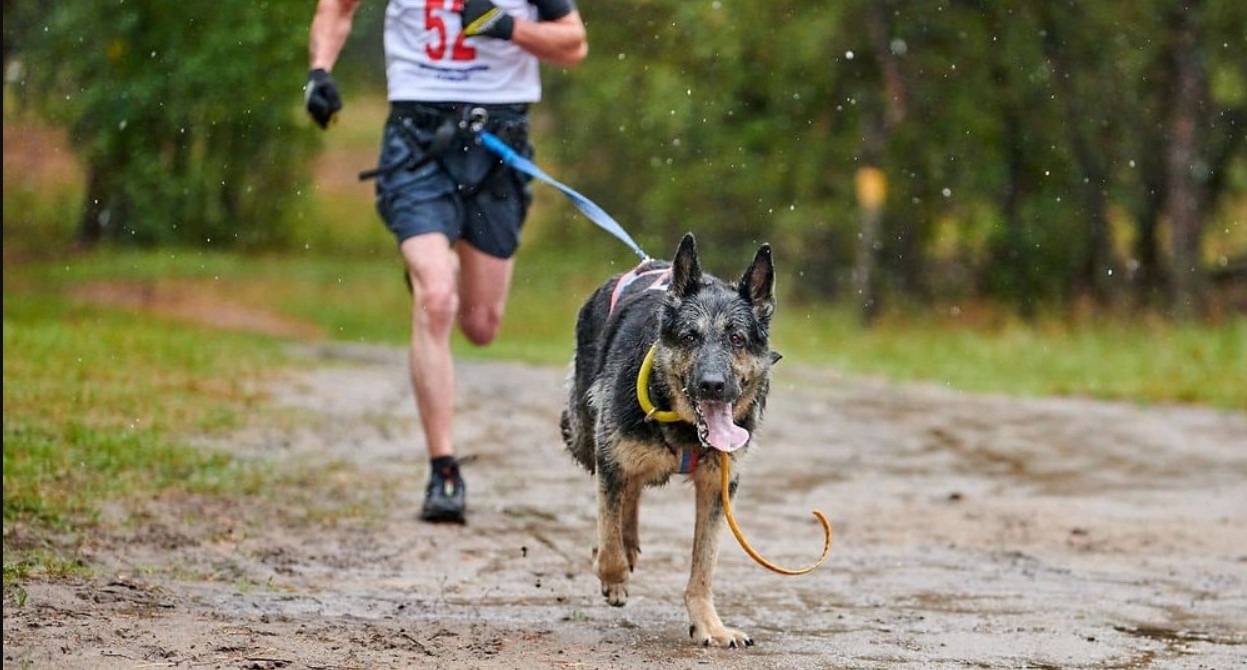 Running with German Shepherds