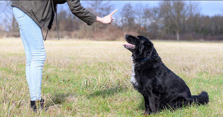 Playing Tug of War with Your Dog