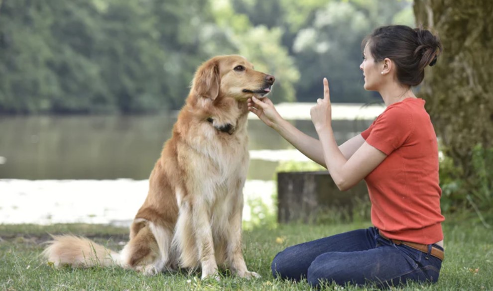 How to Train Your Dog