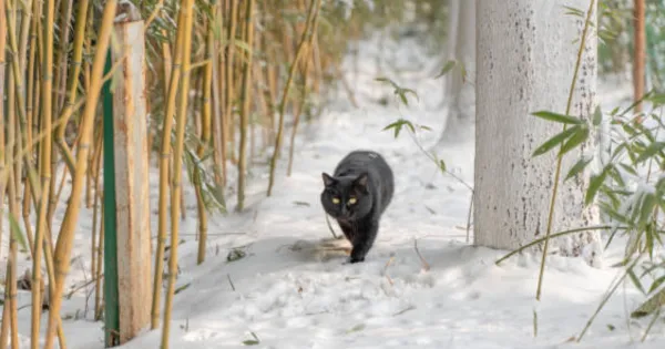 Chinese black Cat Names