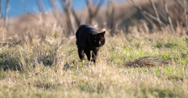 Chinese black Cat Names