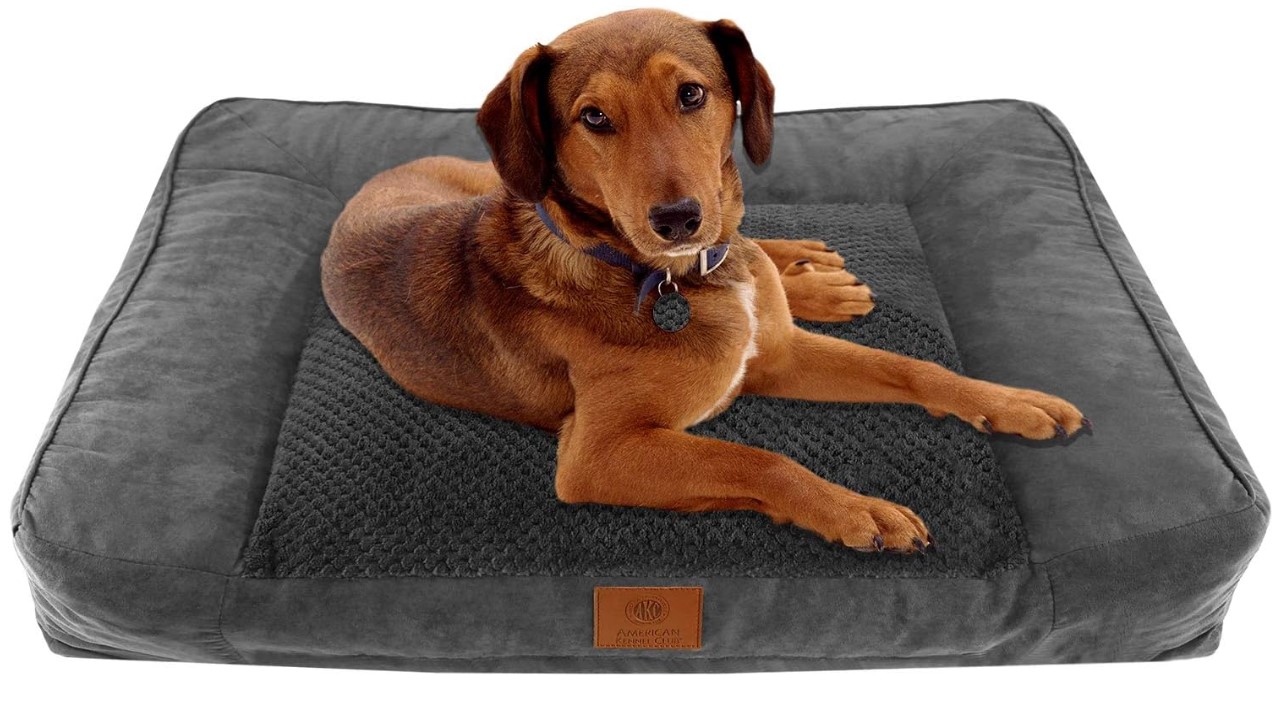 Best Dog Beds for Goldendoodles